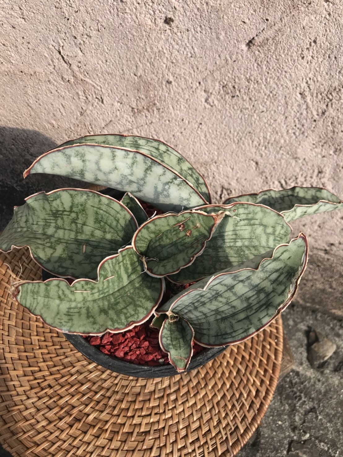 サンスベリア シルバーブルー 花と器 Biji