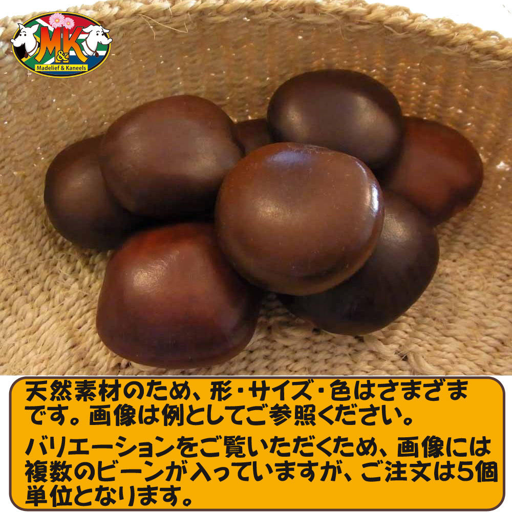 送料無料 世界で一番大きな豆 幸せを呼ぶ ズールーラブビーン モダマ ばら売り 5個単位