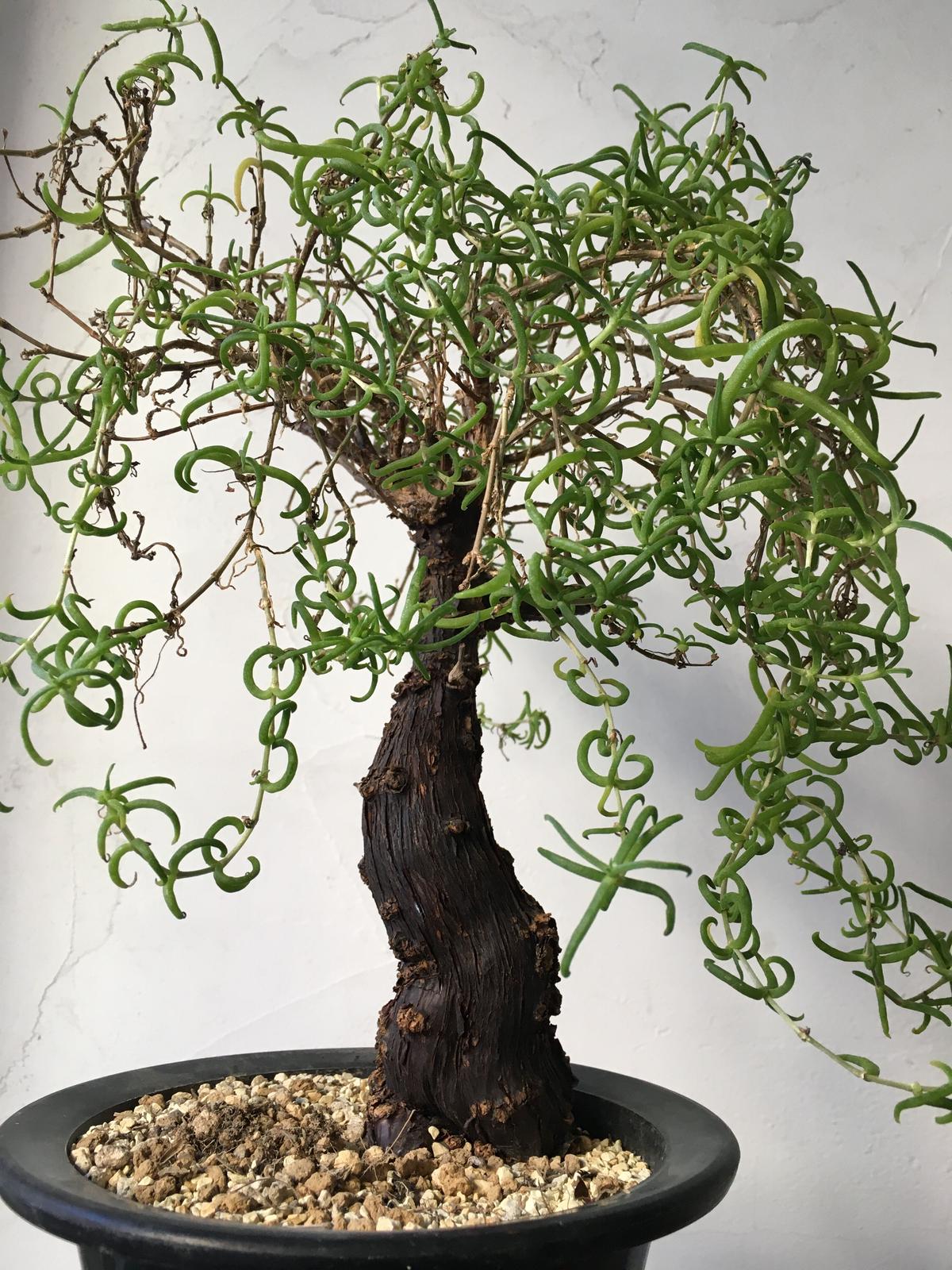 現地株 メストクレマ ・ ツベローサム 現地株 メストクレマ ・ ツベローサム ヘ5454 「現地」メストクレマ