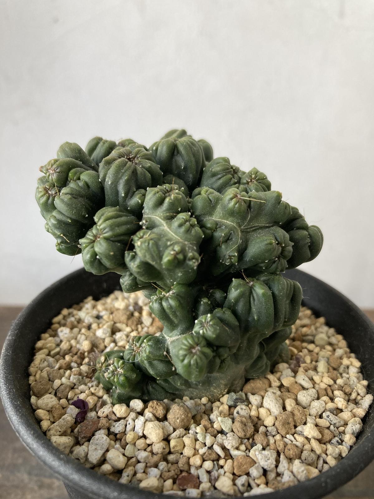 セレウス 岩石獅子錦 | 叢 – くさむら – Qusamura サボテン：セレウス