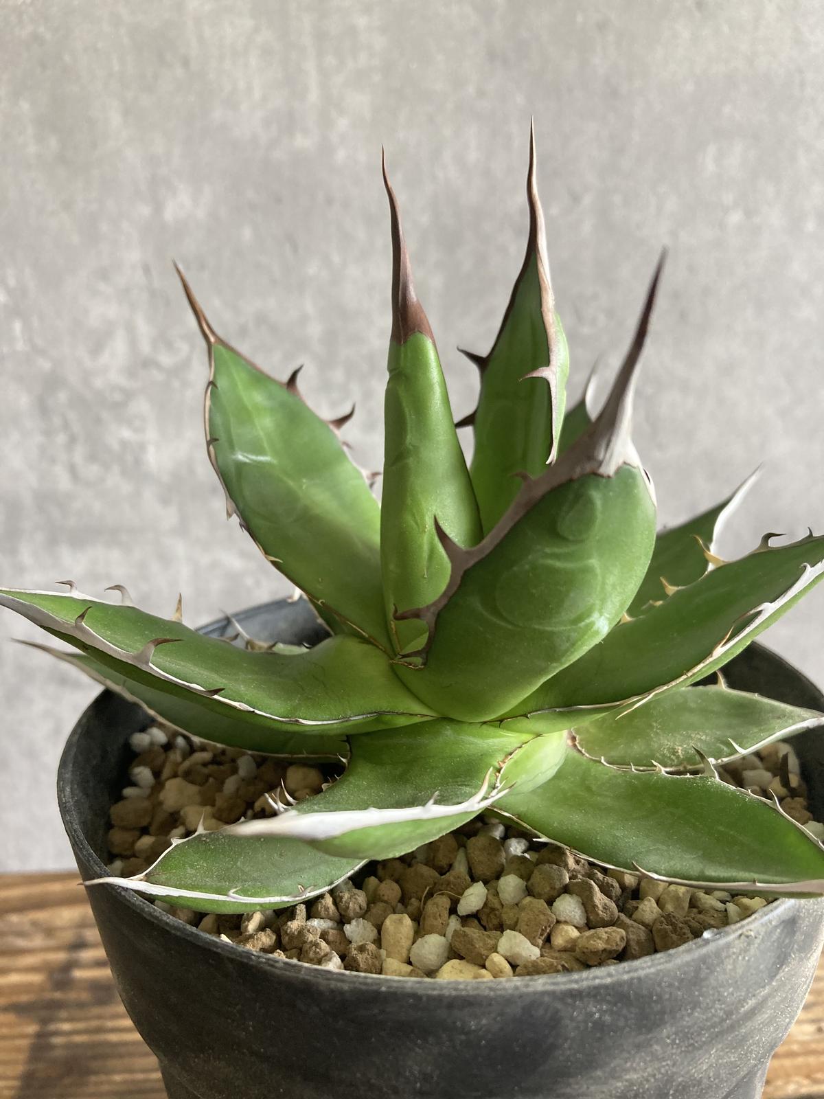 アガベ　ホリダ　発根済み　2-568