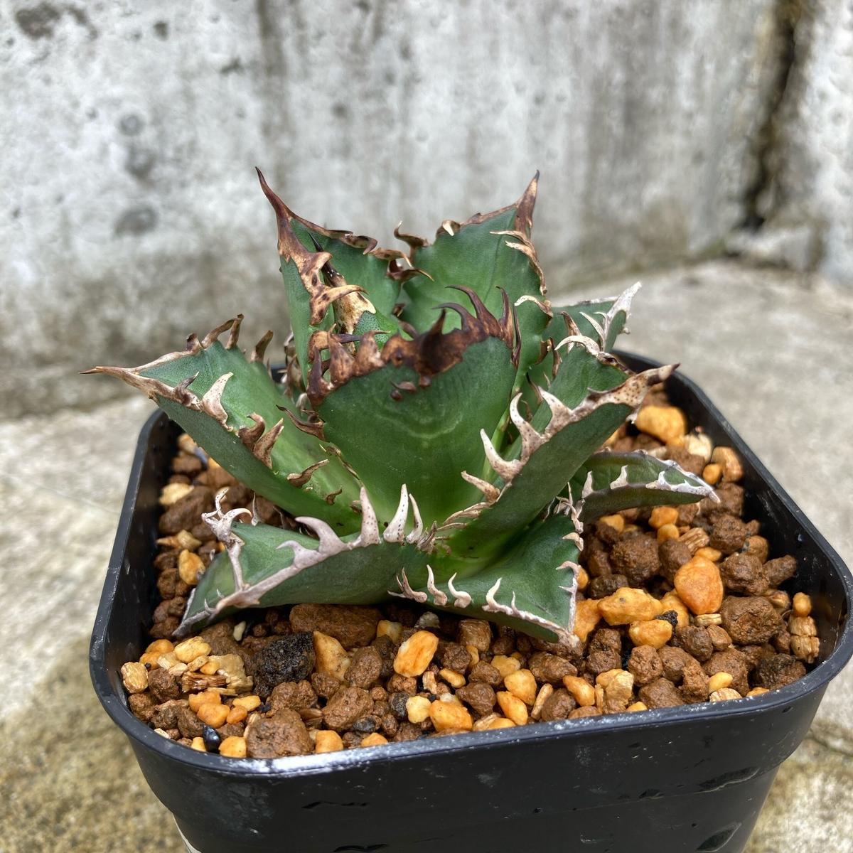 アガベ ゴリ猫 Gan Craft鉢入り