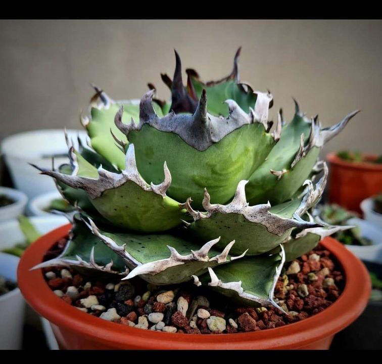 親株】 アガベ チタノタ 阿修羅 agave titanota インドネシア産