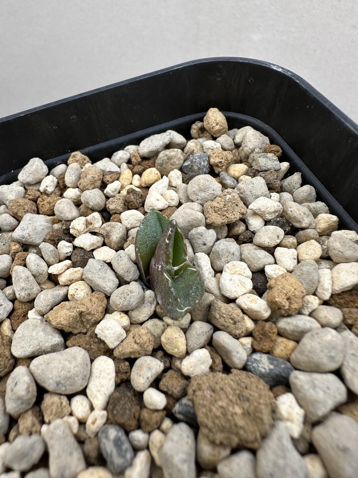 A10Agave titanotaアガベ チタノタ 追星 双頭株COK CG01 | legaleagle