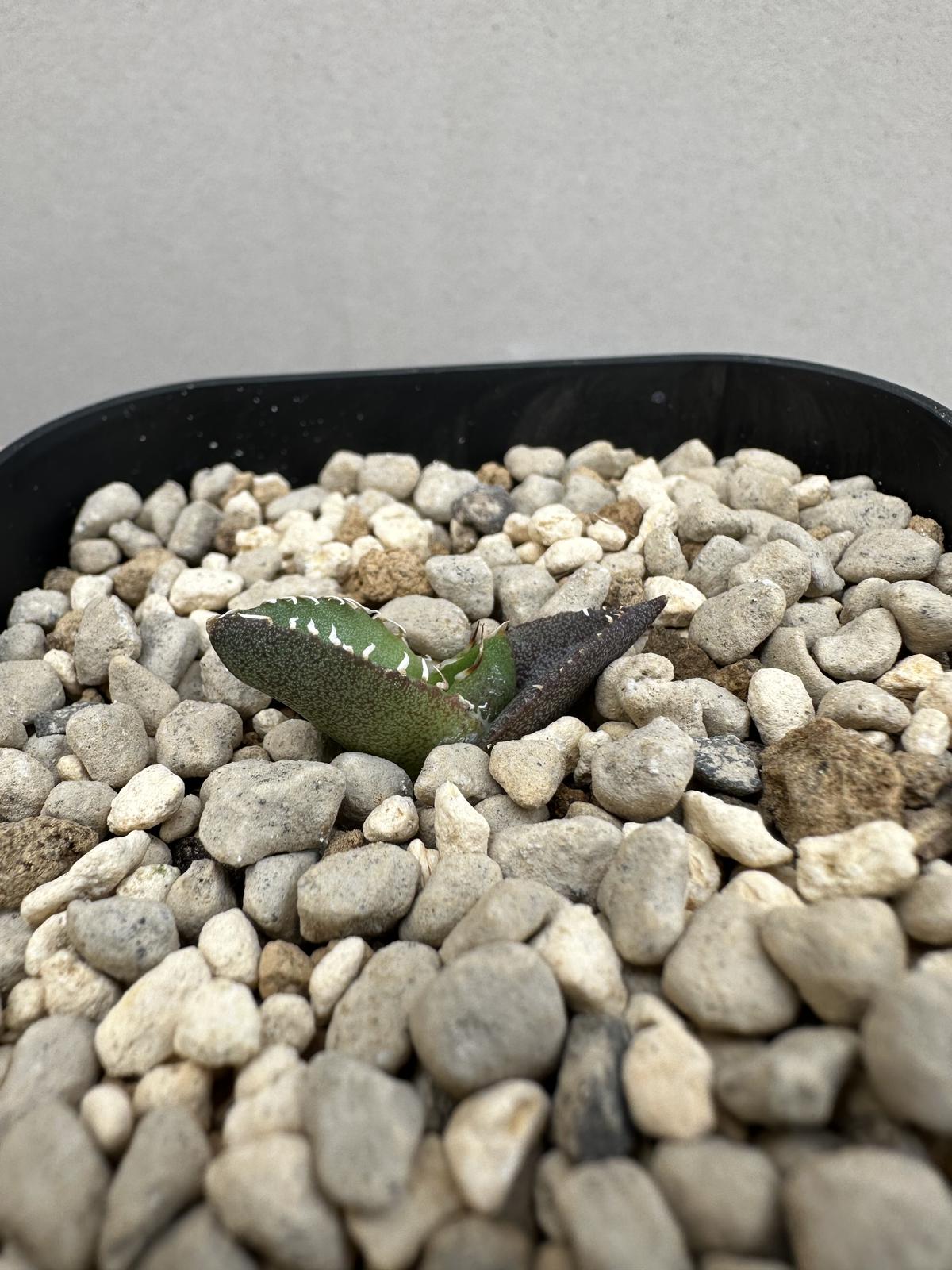 Agave titanota COK cg01 追星 ② | BLANC Caudex plants