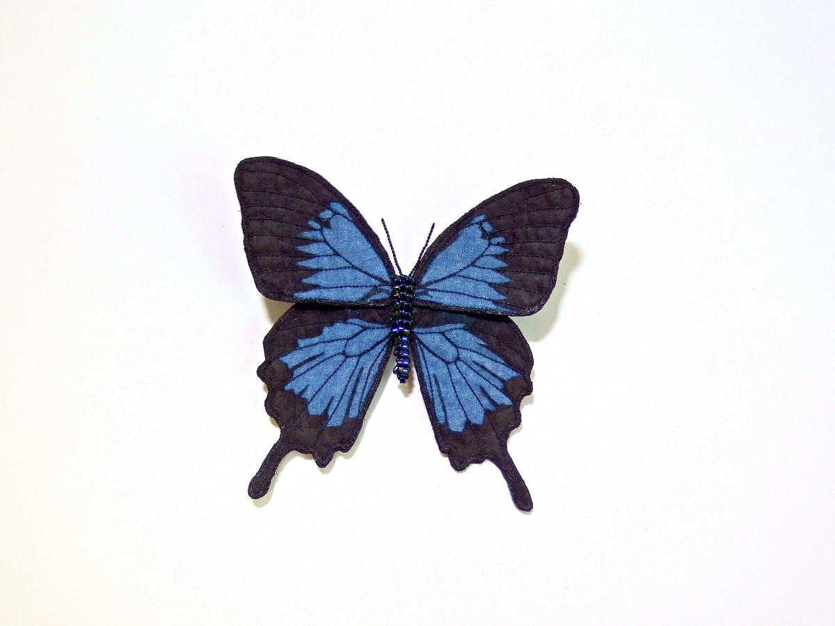 蝶額 インドネシアの舞姫たち（インドネシア産17種）ヘレナキシタ