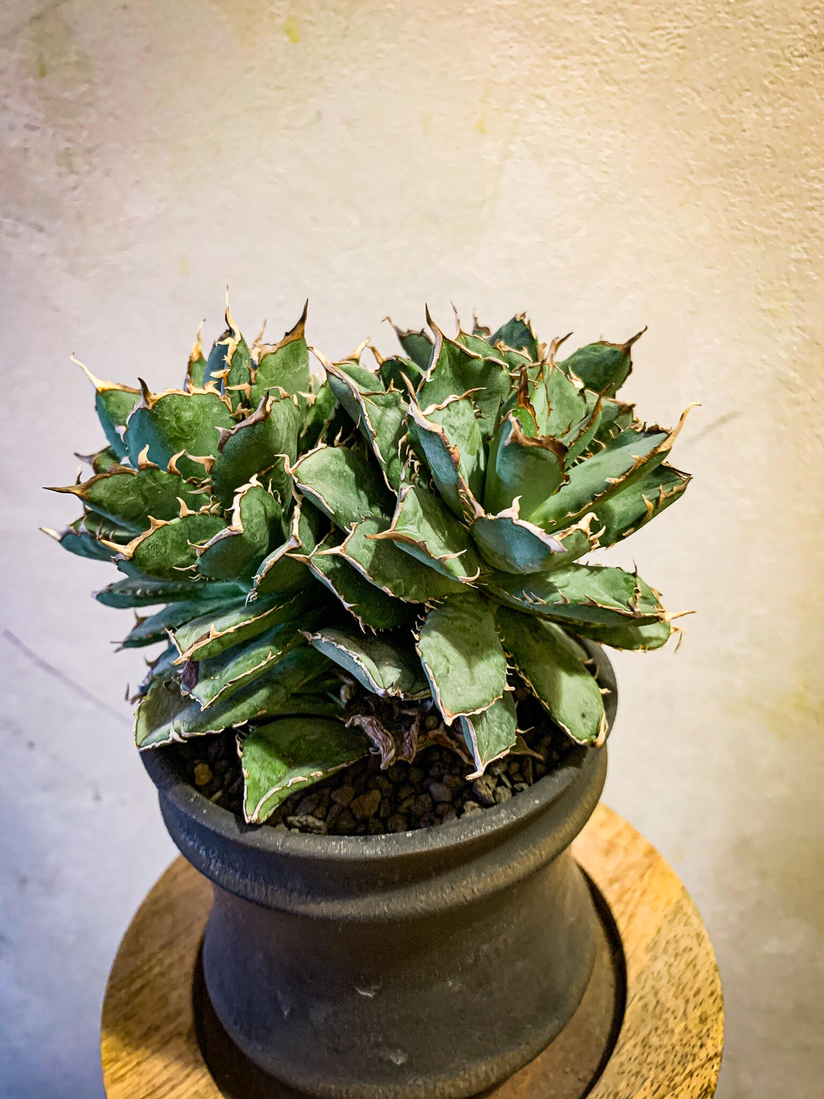 アガベ チタノタ フィリグリー クレステッド Agave titanota Filigree