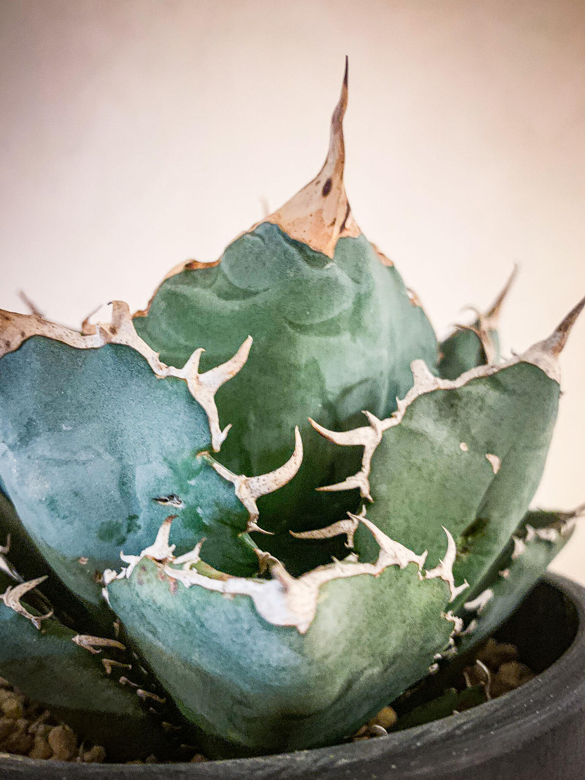 アガベ チタノタ白鯨18 Agave Titanota Hakugei Bloomsbu