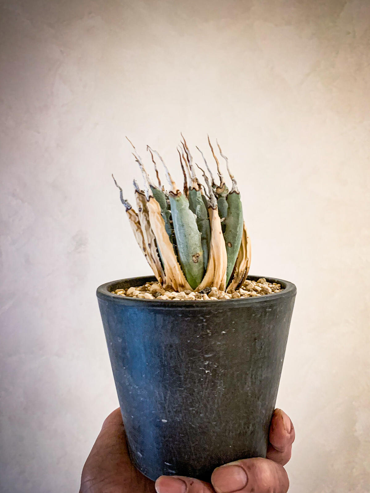 アガベ ユタエンシス エボリスピナ”陽炎”4 Agave uthaensis var. ebo...