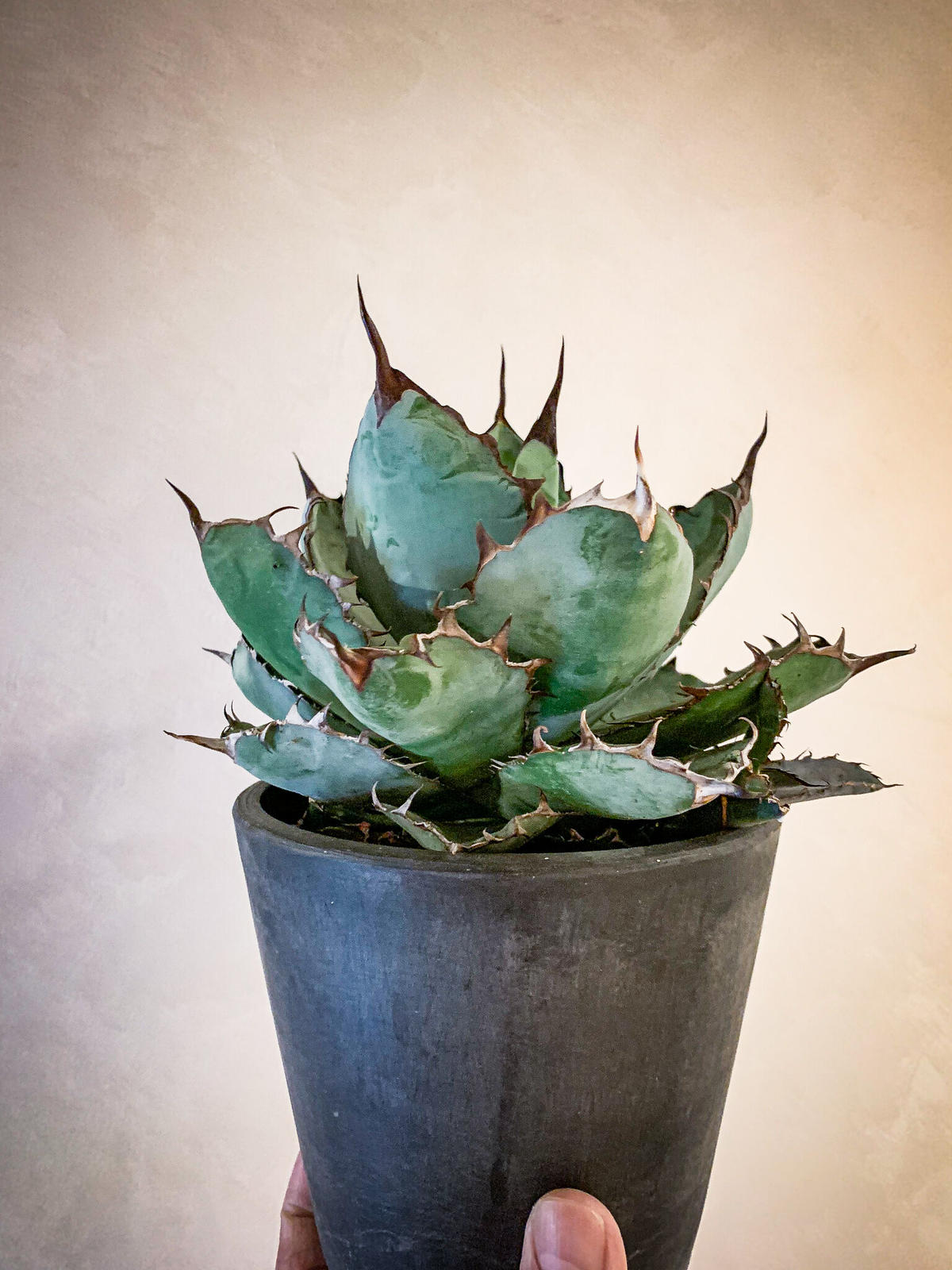 アガベ チタノタ ブラック アンド ブルー Agave Titanota Black An