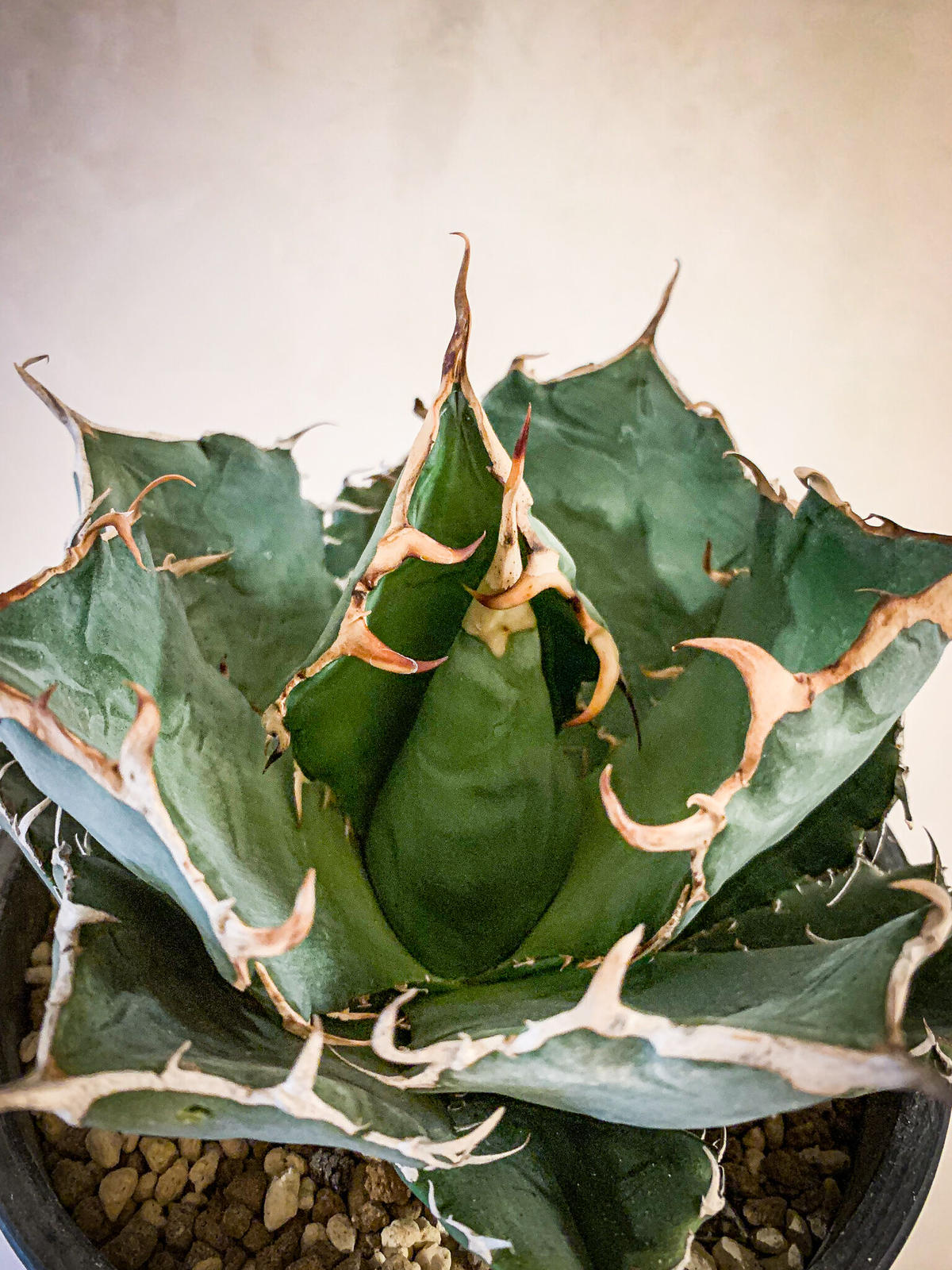 アガベ チタノタ白鯨18 Agave Titanota Hakugei Bloomsbu