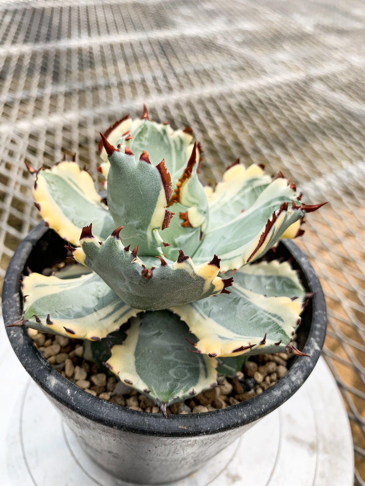 アガベ イシスメンシス 兜蟹錦② Agave isthmensis 'Kabutogani'