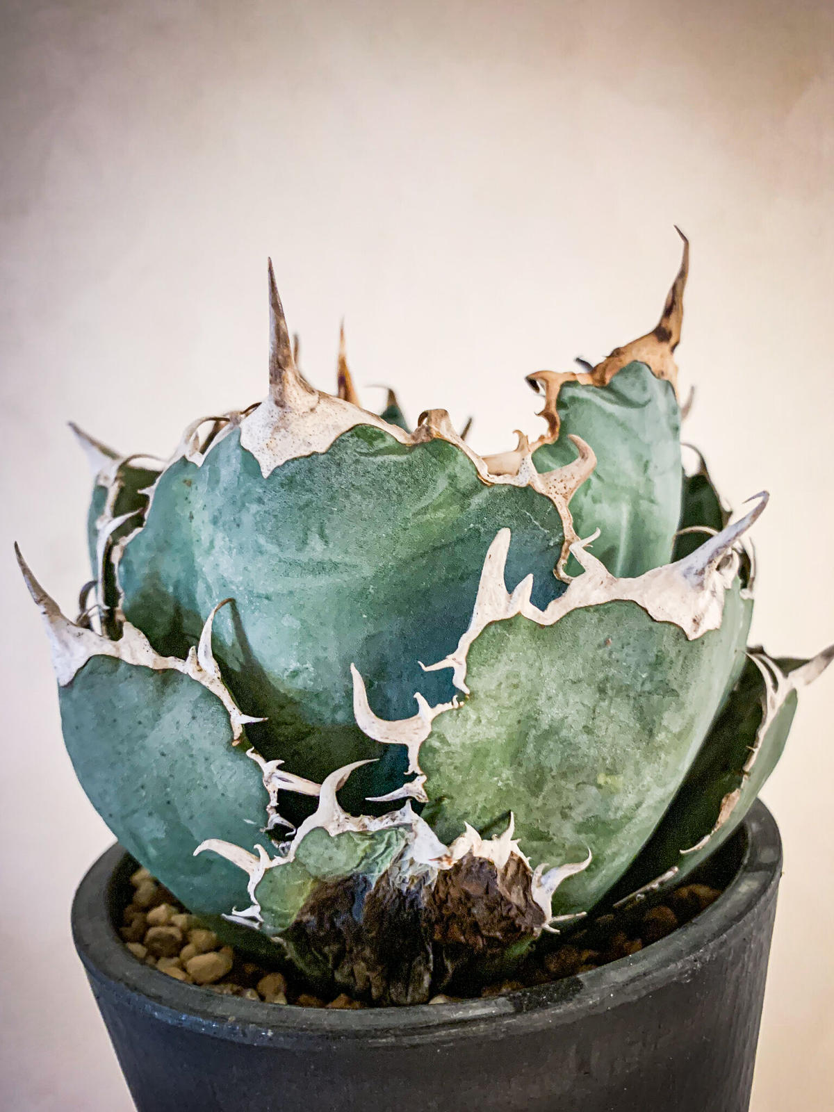 アガベ チタノタ白鯨17 Agave Titanota Hakugei Bloomsbu