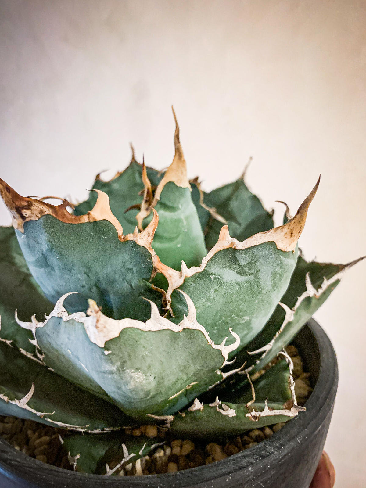 アガベ チタノタ白鯨18 Agave Titanota Hakugei Bloomsbu