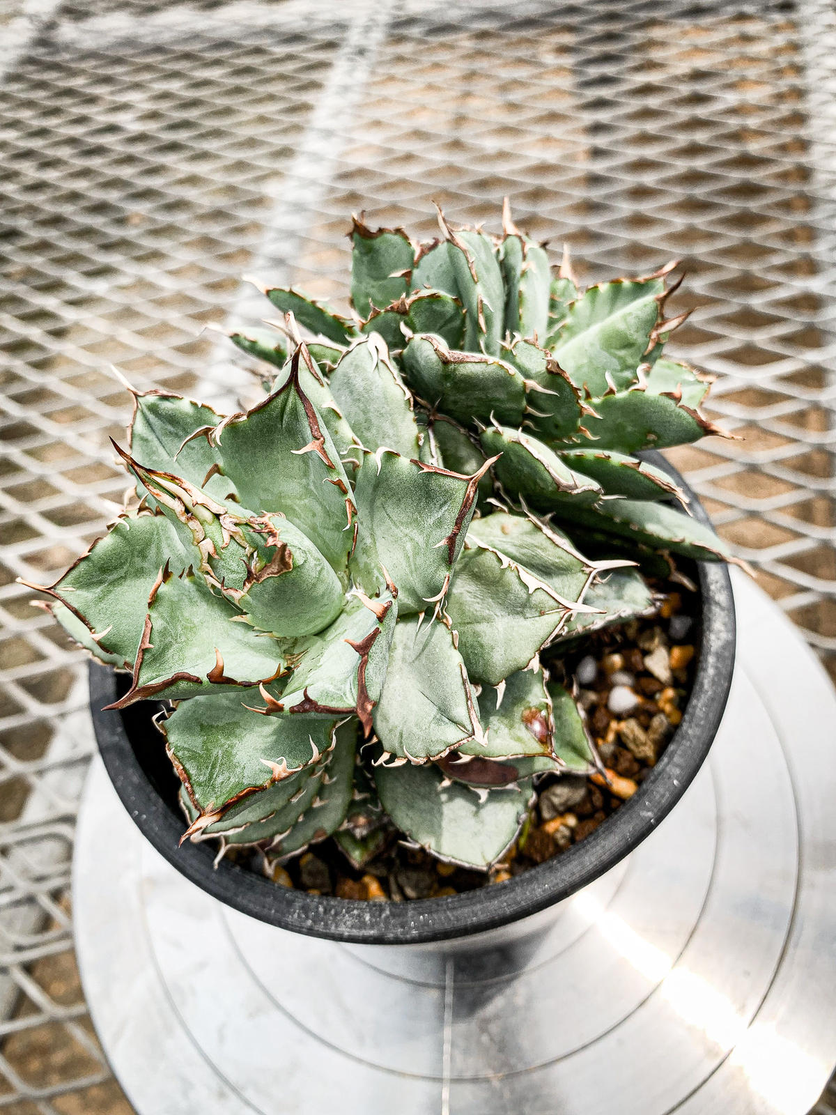 アガベ チタノタ フィリグリー クリステッド