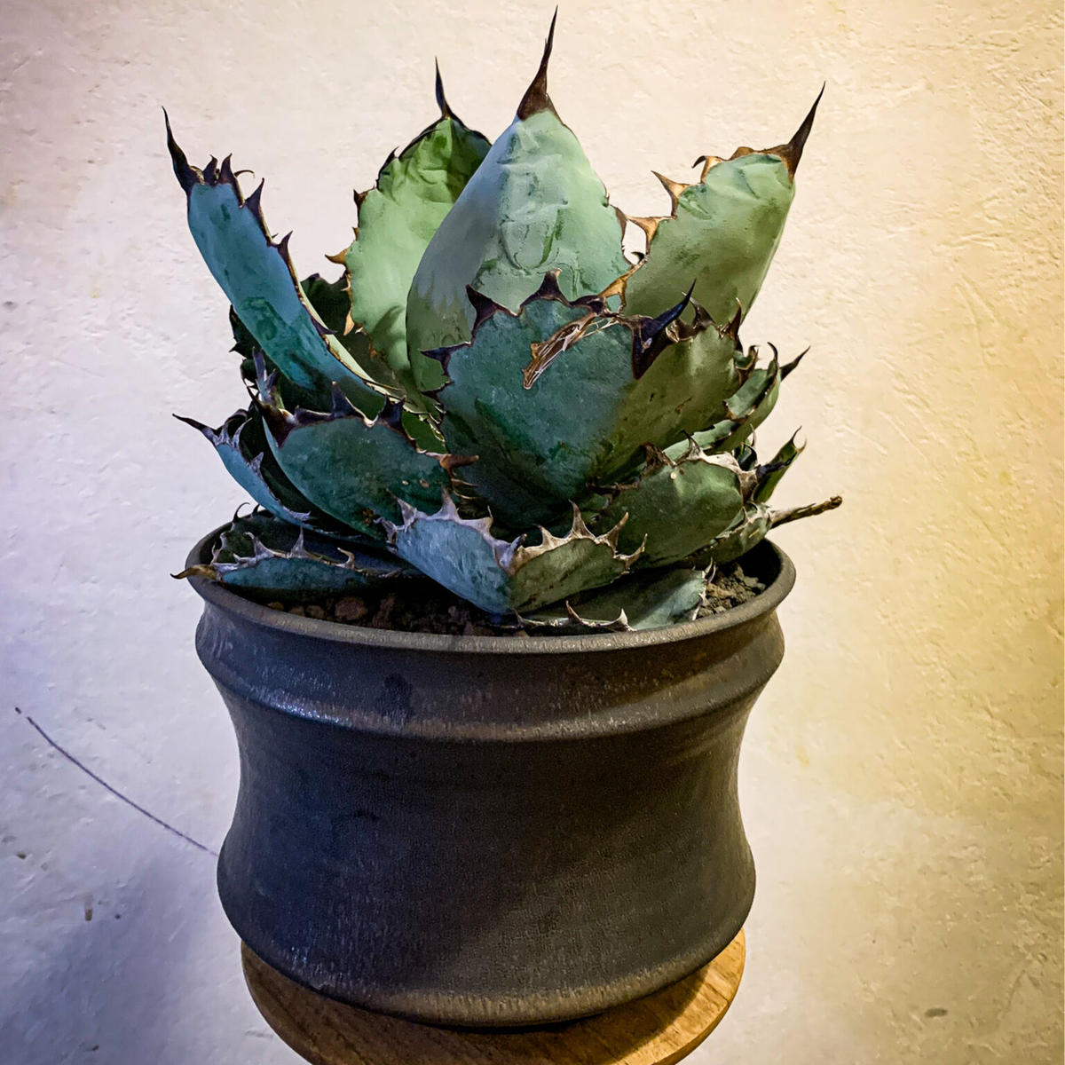 アガベ チタノタ ブラック アンド ブルー Agave Titanota Black And