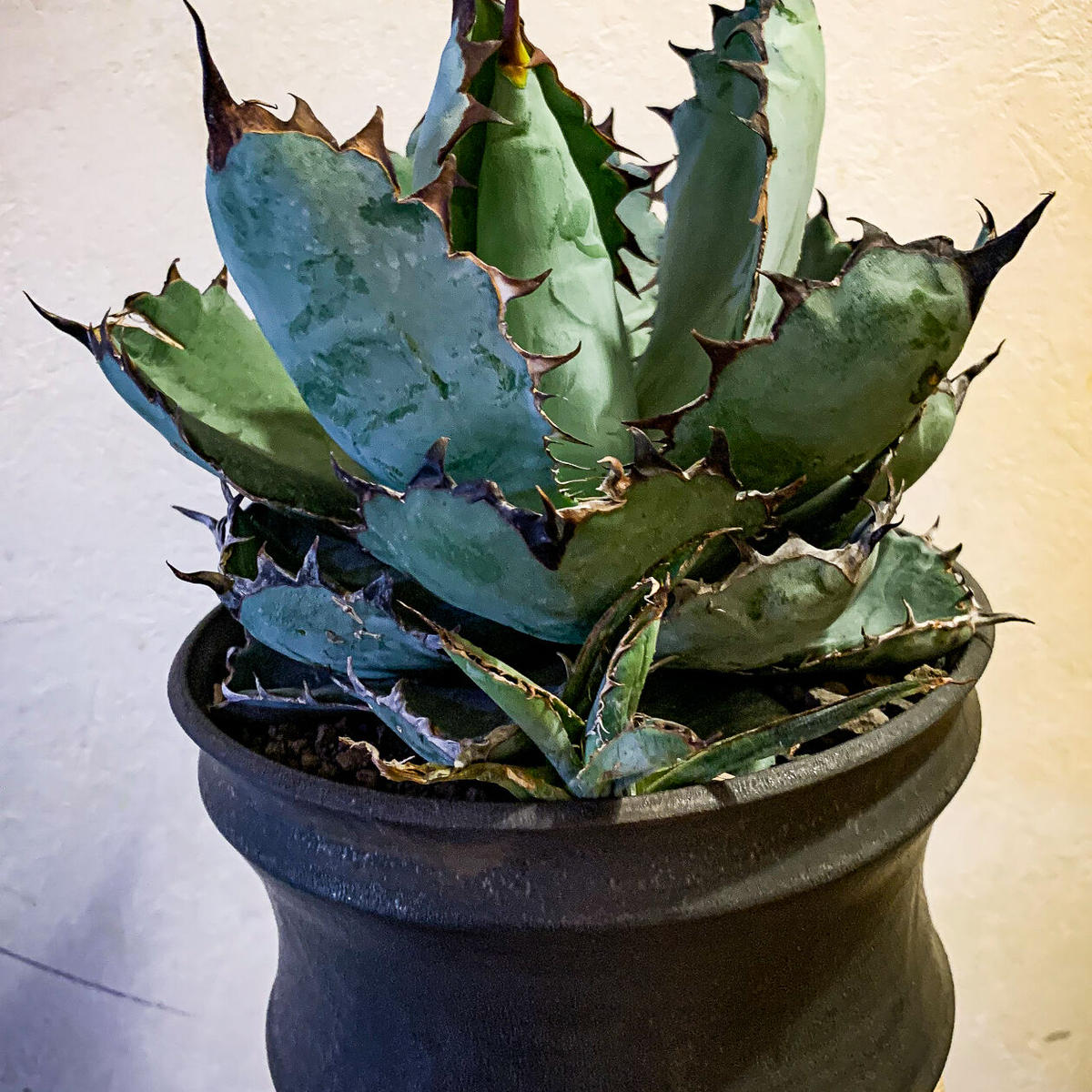 アガベ チタノタ ブラック アンド ブルー Agave Titanota Black And