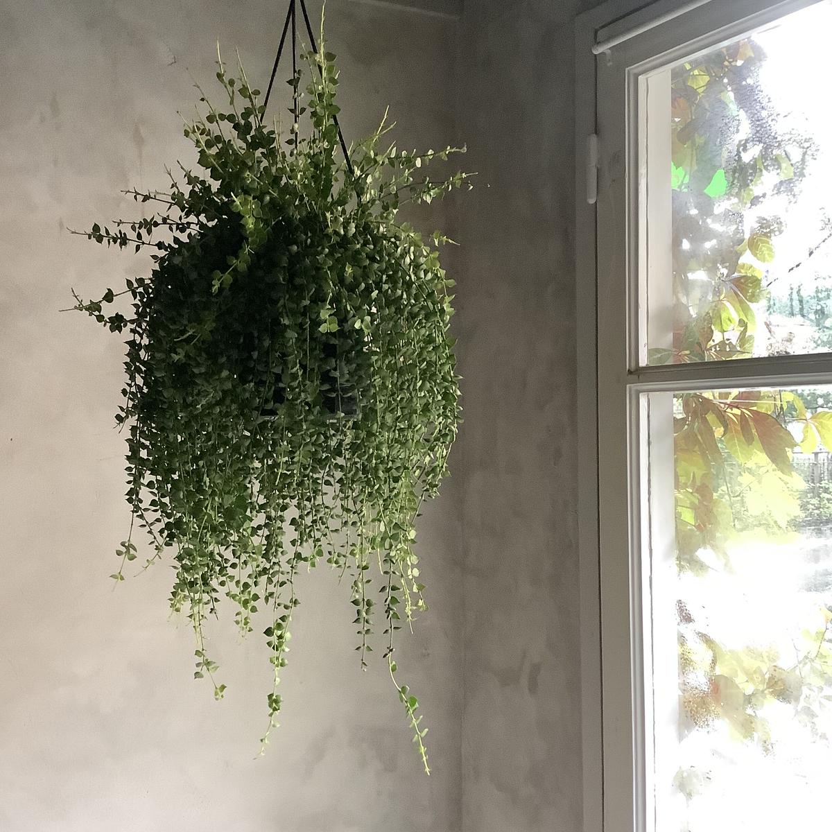 Dischidia Million Heart ディスキディア ミリオンハート Bl