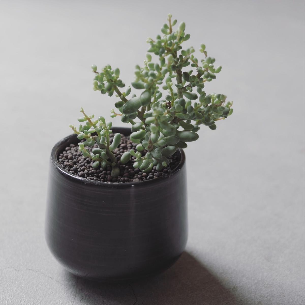 セダム 木立性 ブレビフォリウム Sedum Brevifolium Blumen Hutte
