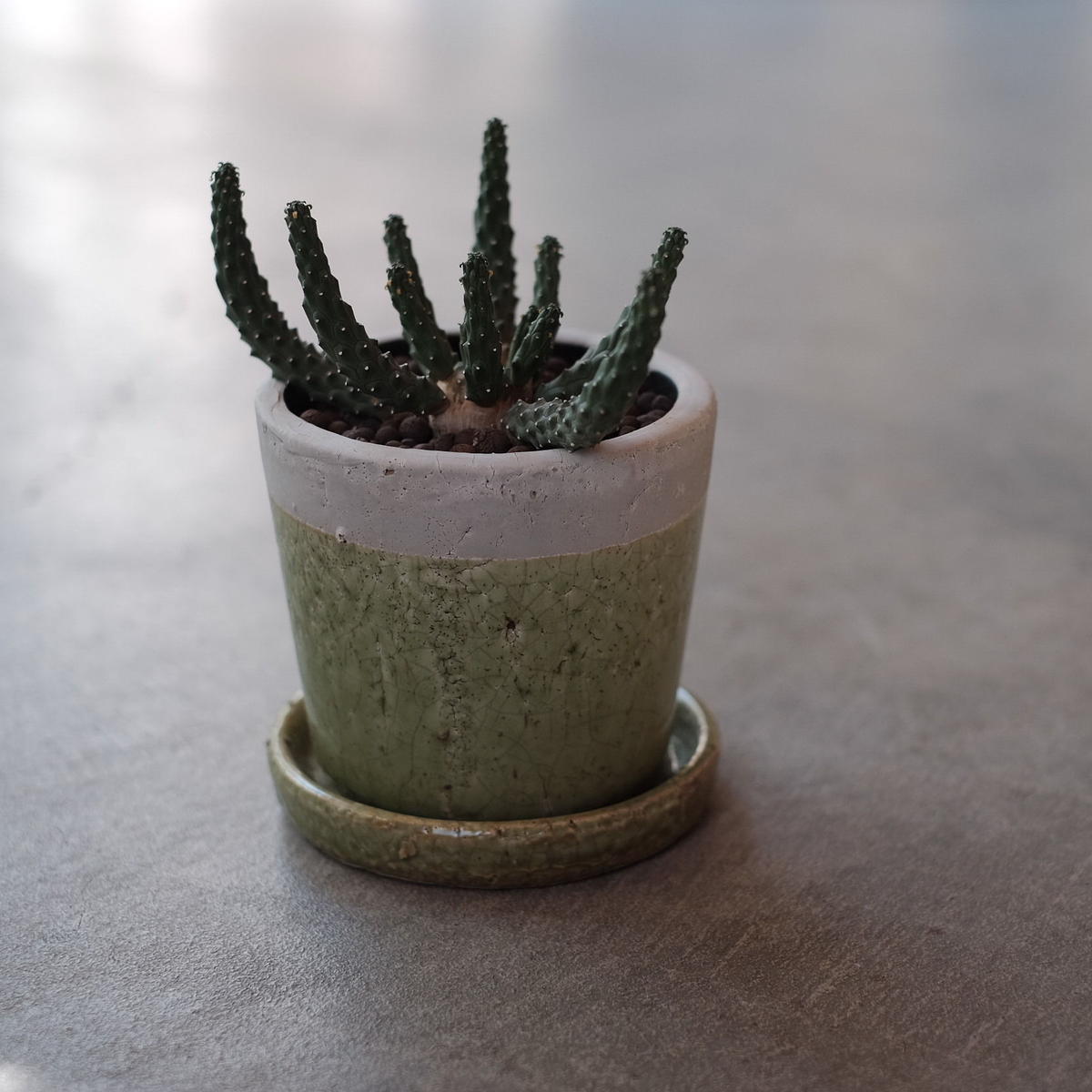 ユーフォルビア イネルミス 九頭竜 Euphorbia Inermis Blumen H