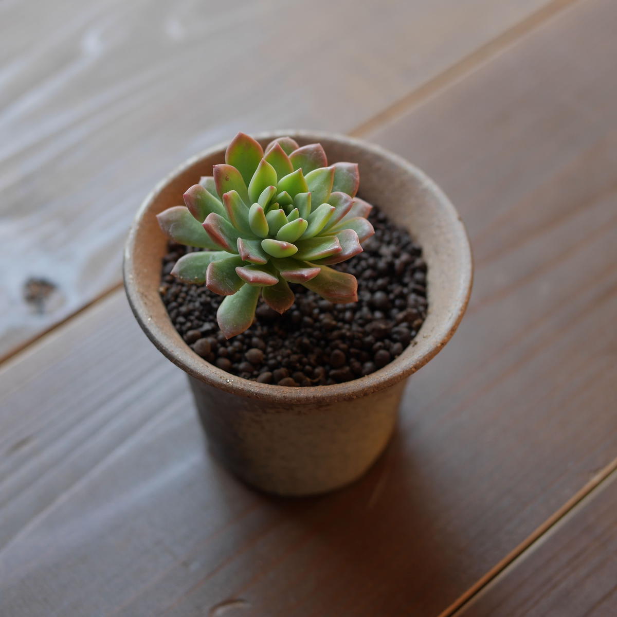 エケベリア マッコス Echeveria Marcus Blumen Hutte