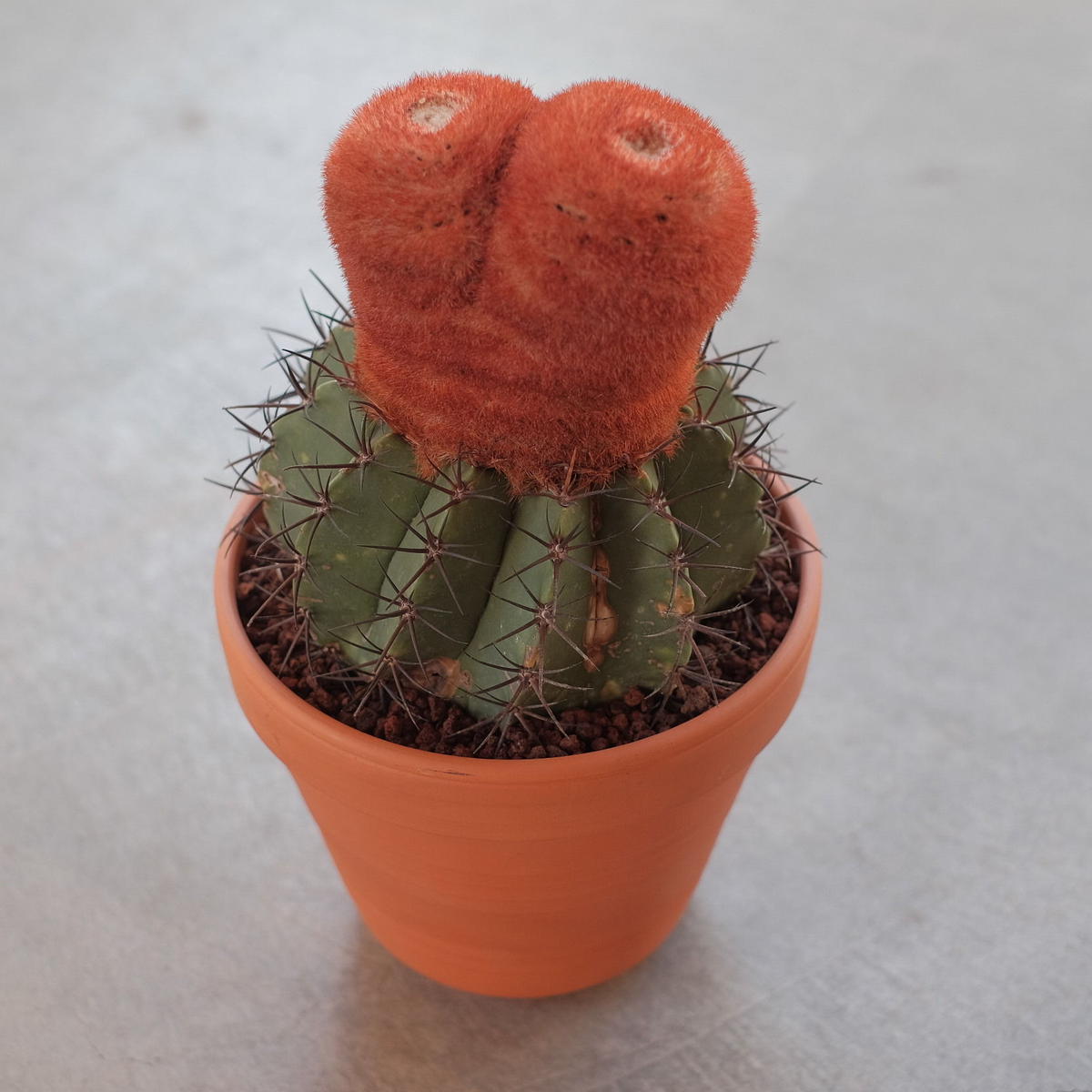 Melocactus メロカクタス巻雲 Blumen Hutte