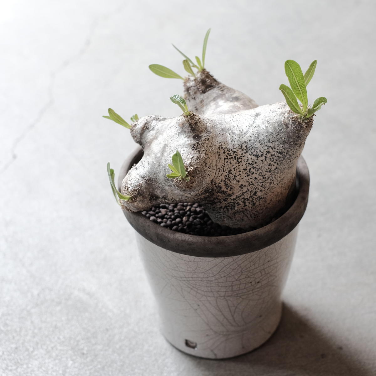パキポディウム ブレビカリックス Pachypodium Densiflorum Var