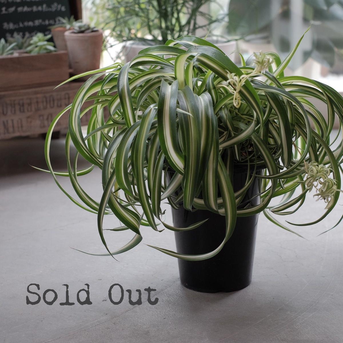 オリズルラン ボニー Blumen Hutte