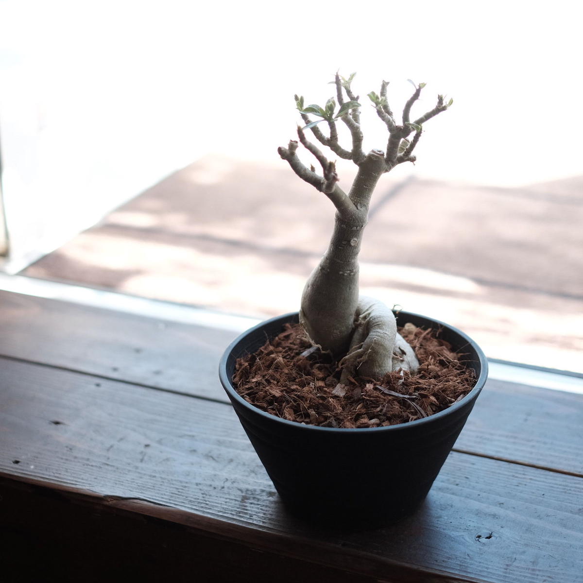 アデニウム オベッスム ヴィーナス Blumen Hutte