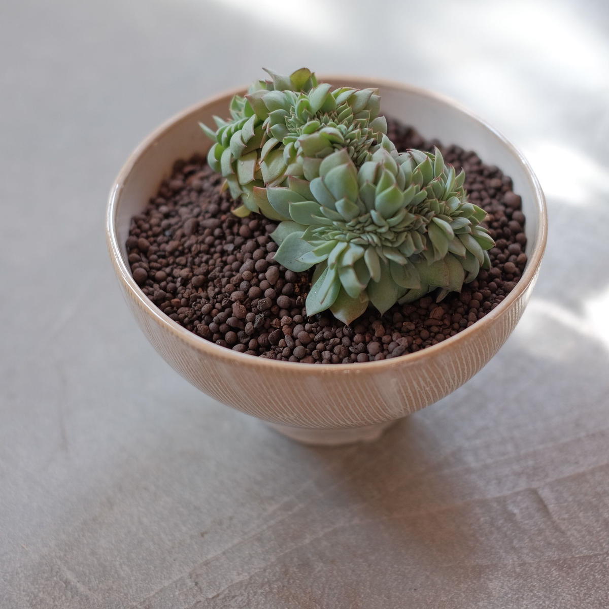 エケベリア セクンダ綴化 Blumen Hutte