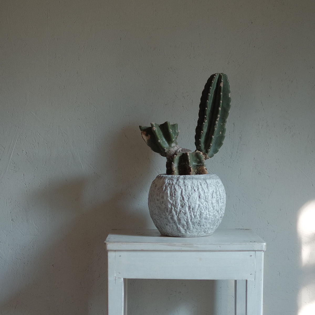 刺無鬼面角 Cereus Peruvianus V Blumen Hutte