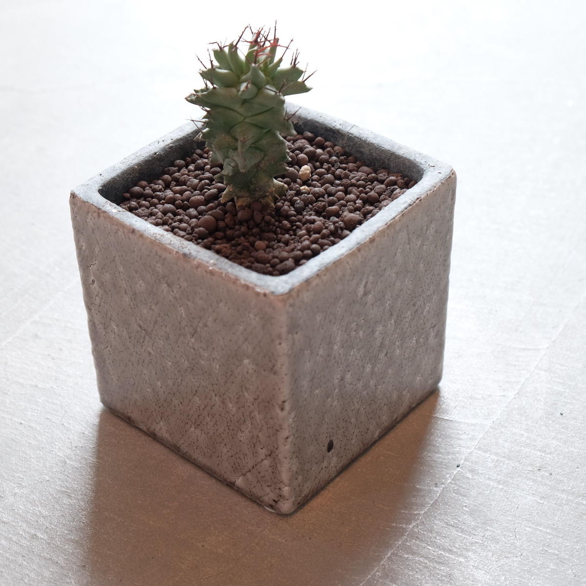 ユーフォルビア ホリダ モンスト Blumen Hutte