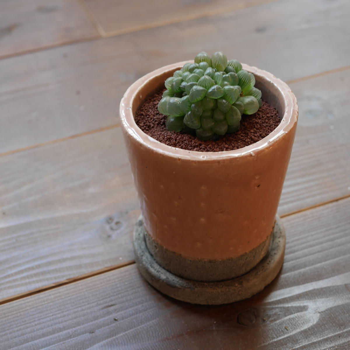 ハオルチア 紫オブツーサ Haworthia Dodson Murasaki Obtusa
