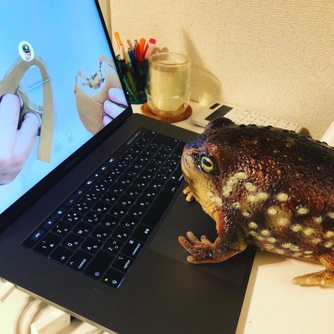 select Common Rain Frog アメフクラガエル Lanka