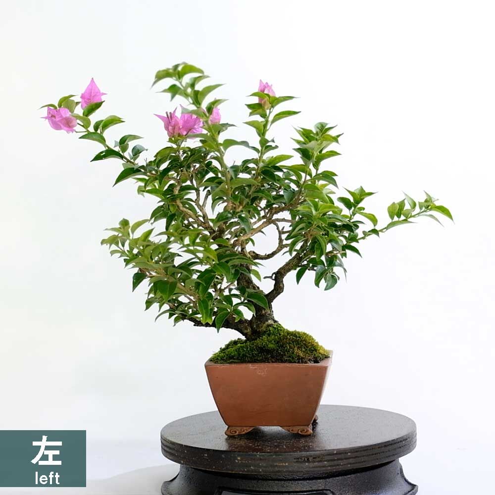 ブーゲンビリア 芙蓉園 01 Bq S Store