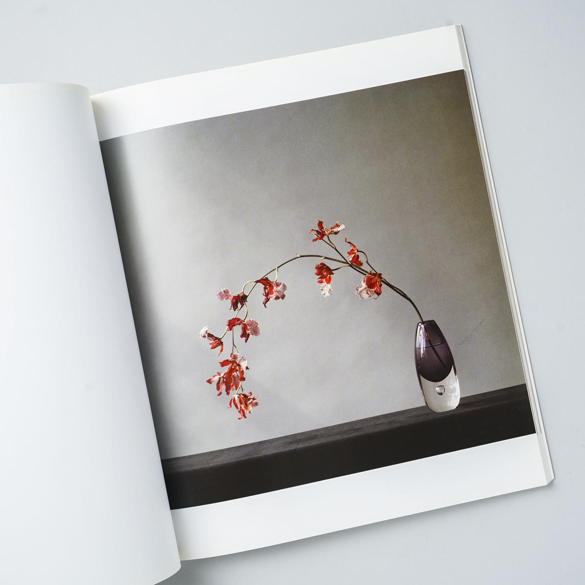 Flowers Robert Mapplethorpe ロバート メイプルソープ Flowers Robert Mapplethorpe ロバート メイプルソープ