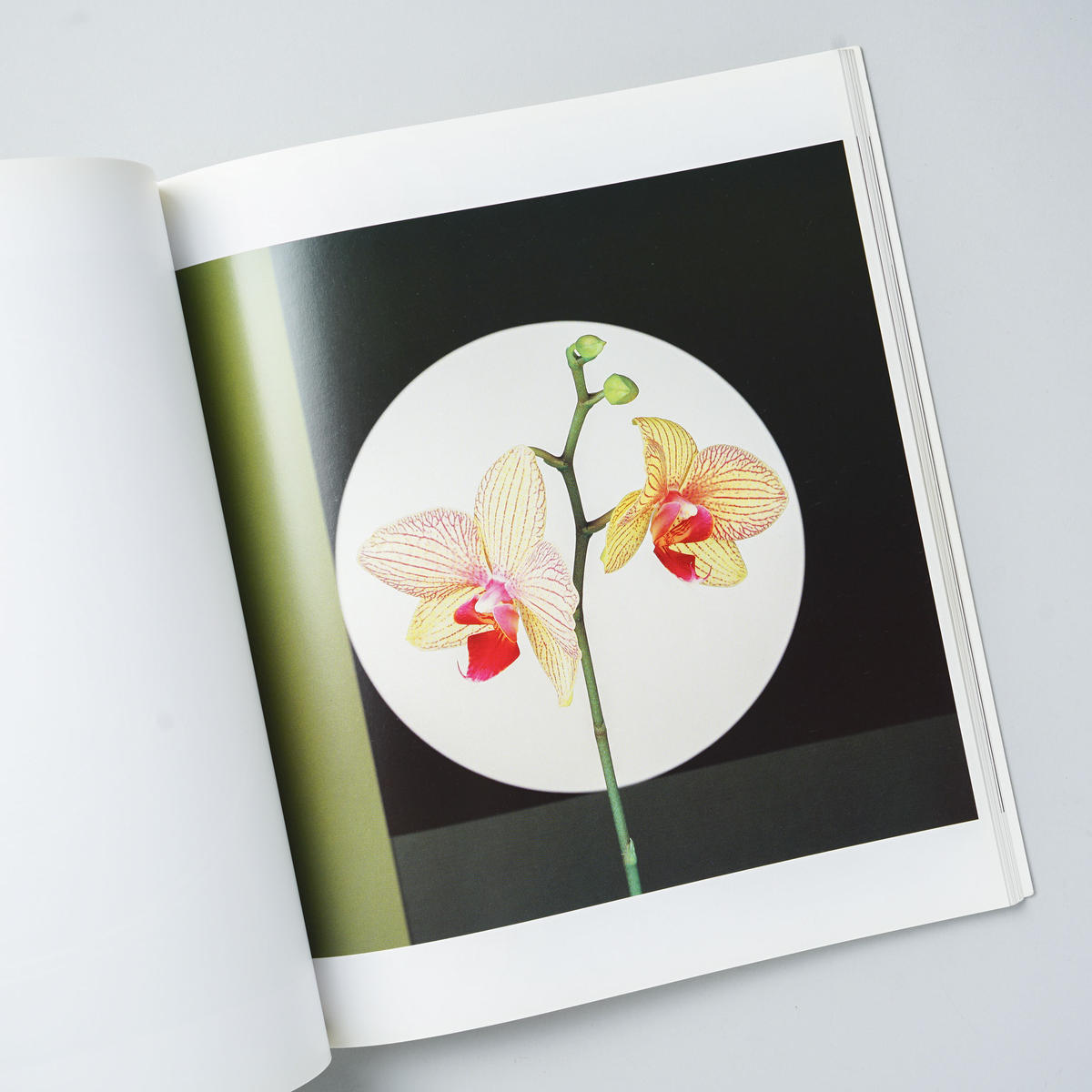 人気商品 The Complete Flowers ロバート メープルソープ 洋書 Flaviogimenis Com Br