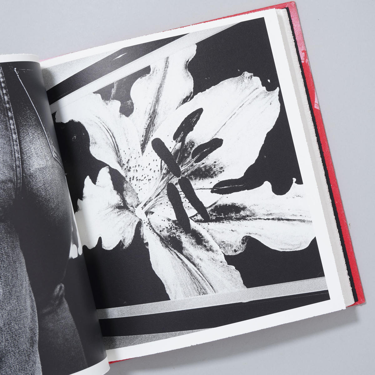 【Daido Moriyama：auto portrait】森山大道　サイン入 Daido Moriyama: Record 森山大道 記録 サイン入り - 古本買取