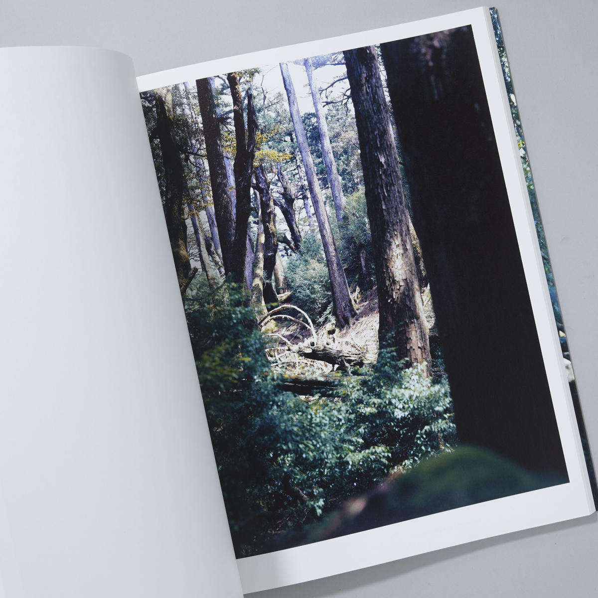 上田義彦写真集 FOREST 印象と記憶 1989-2017
