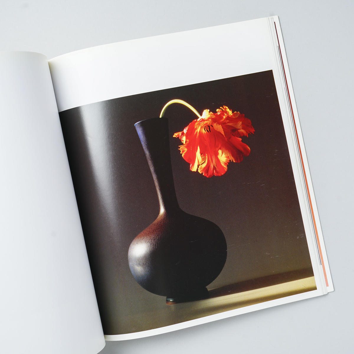 Flowers Robert Mapplethorpe ロバート メイプルソープ