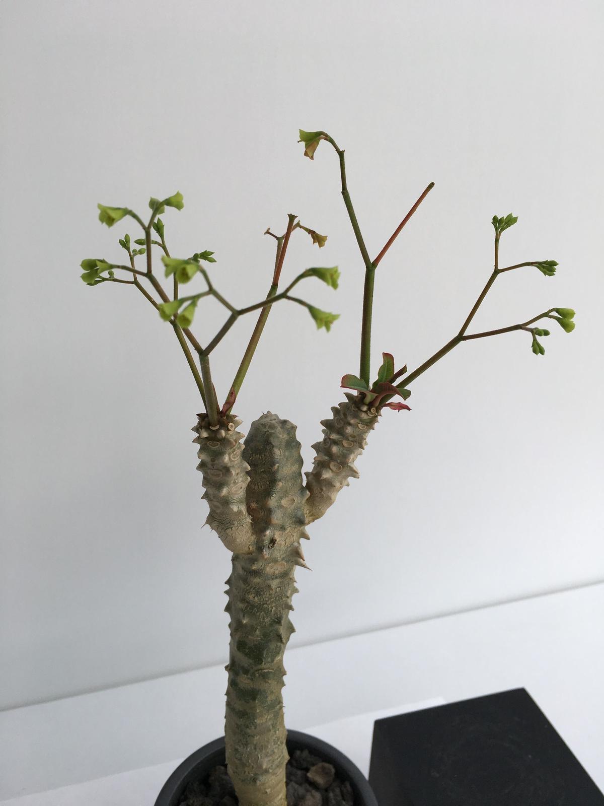 5 Semi Di Euphorbia AUREOVIRIDIFLORA - Raro Cactus Esotico Del Madagascar, Ideale Per Bonsai