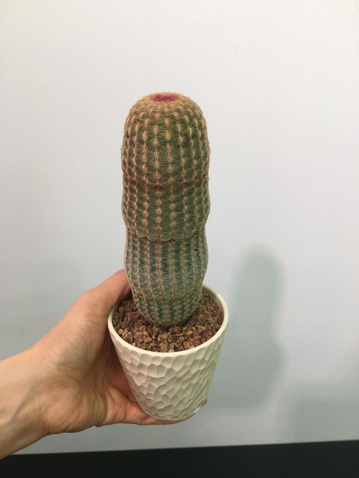 エキノセレウス 白花太陽 Echinocereus rigidissimus v エキノセレウス 白花太陽 Echinocereus rigidissimus v