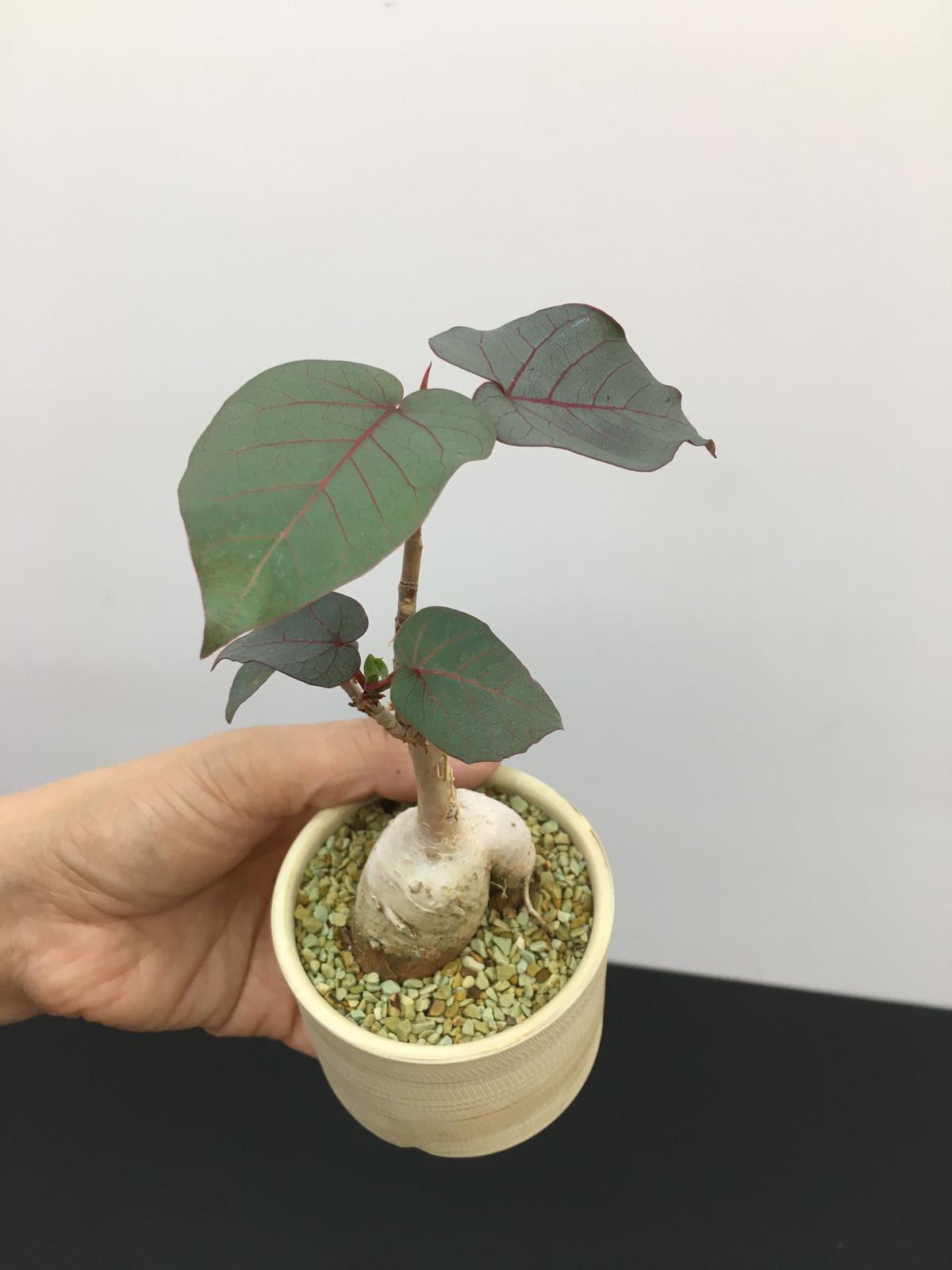 Ficus Petiolaris フィカス ペティオラリス Botan