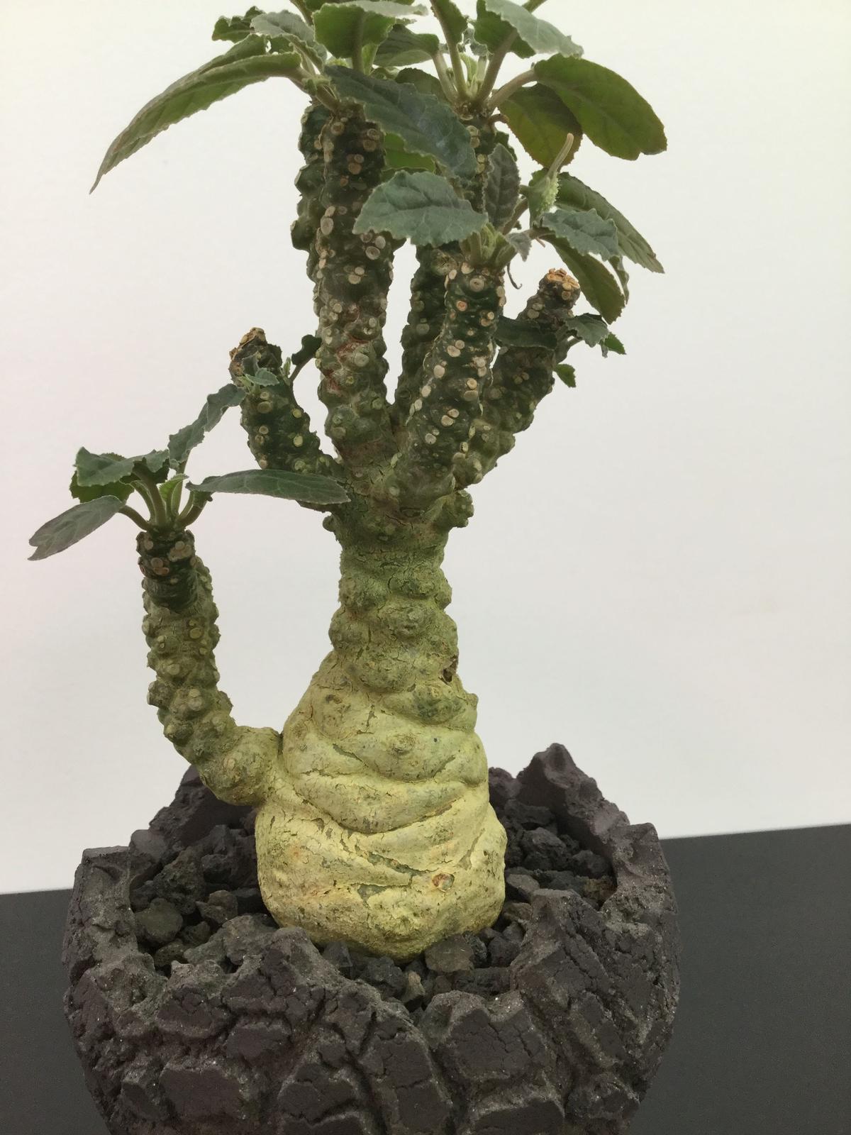 宋代越窯の茶叶の末の釉薬双耳透かし三足の燻製炉から古い模造品が出土した