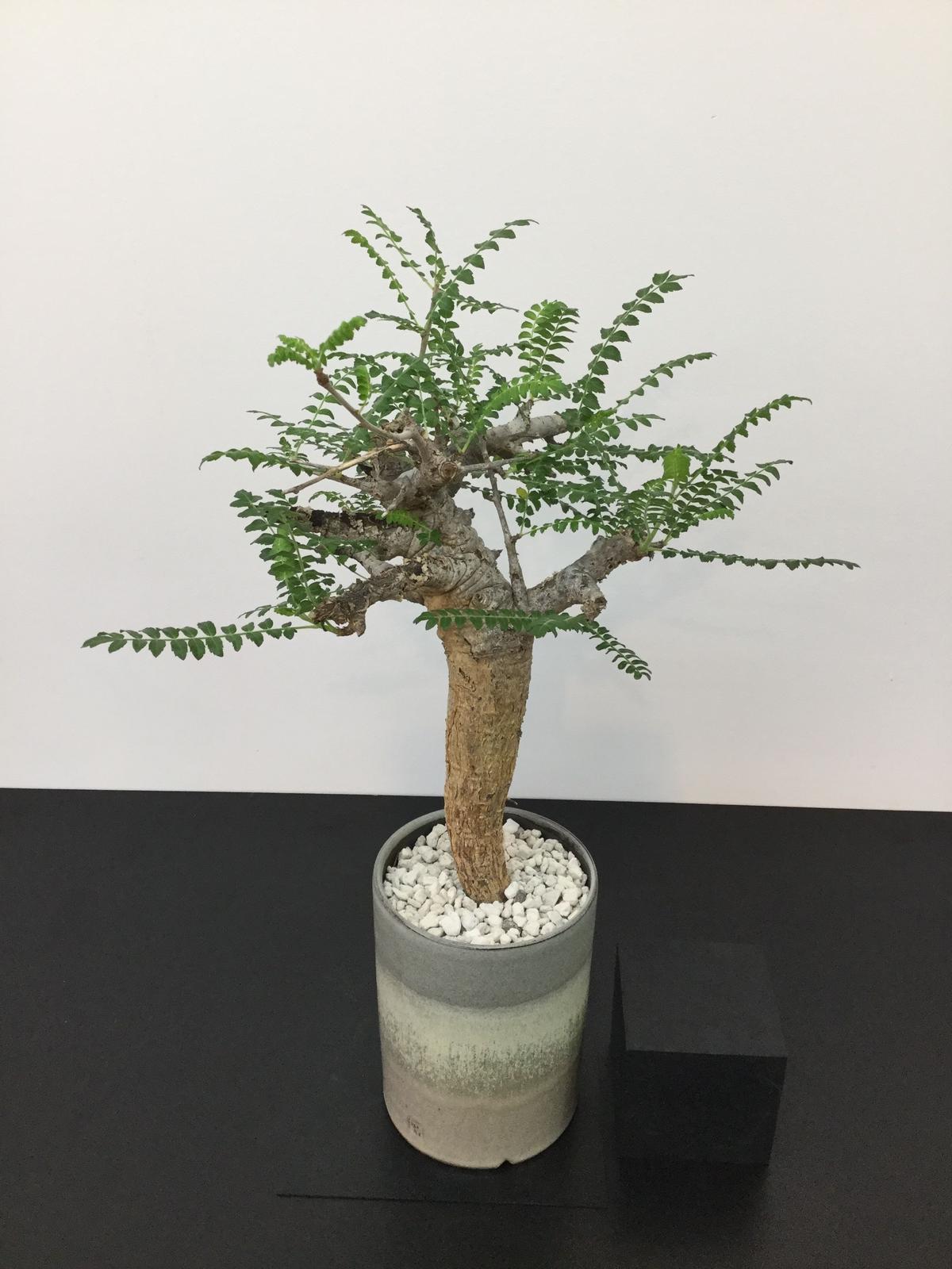 訳あり Boswellia neglecta ボスウェリアネグレクタ 植物/観葉植物