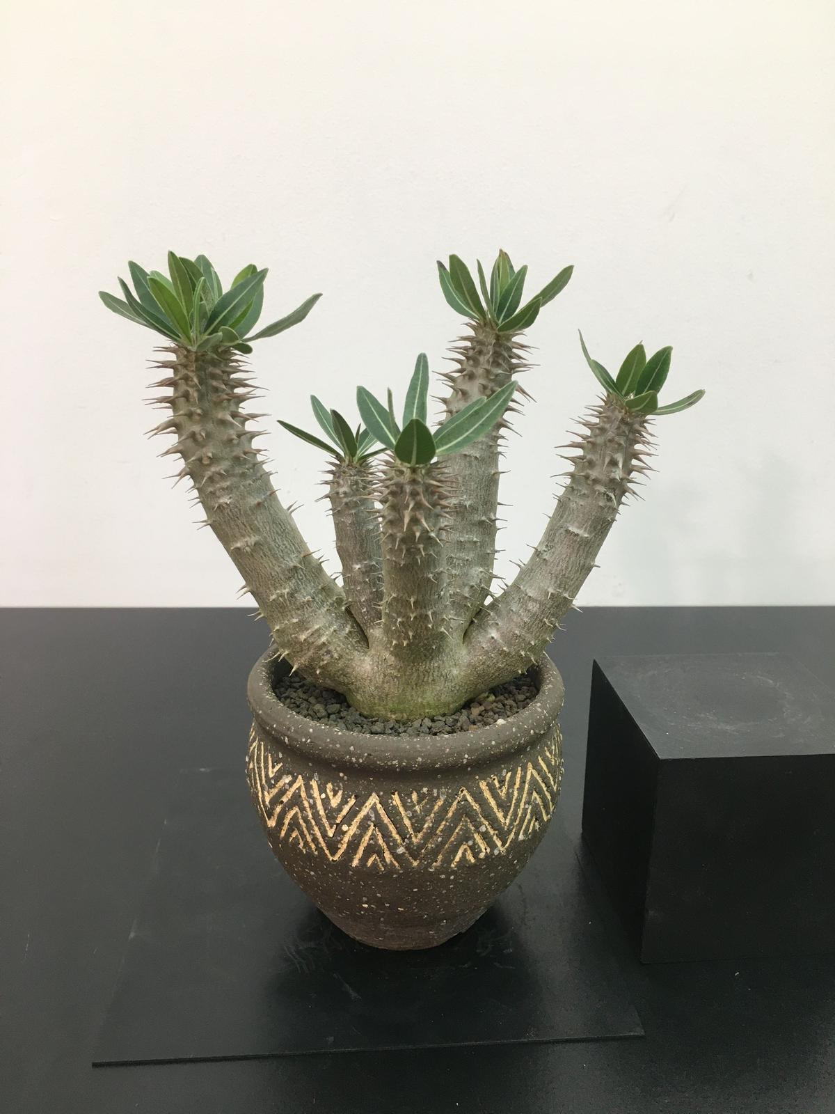 Pachypodium SP パキポディウム 伊藤ハイブリッド | • BOTAN • Pachypodium SP パキポディウム 伊藤ハイブリッド | • BOTAN •