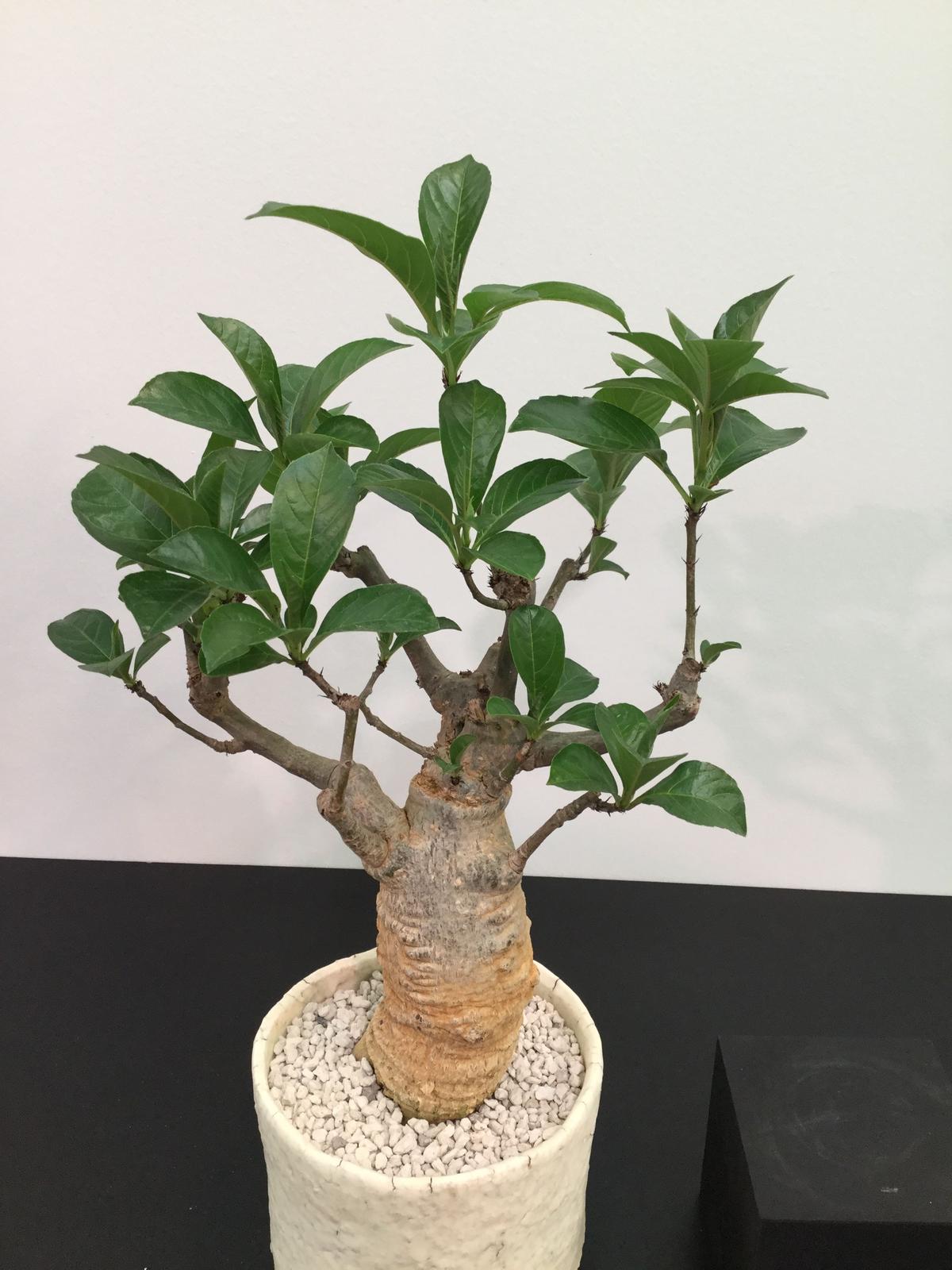 Adansonia Digitata バオバブの木 Botan