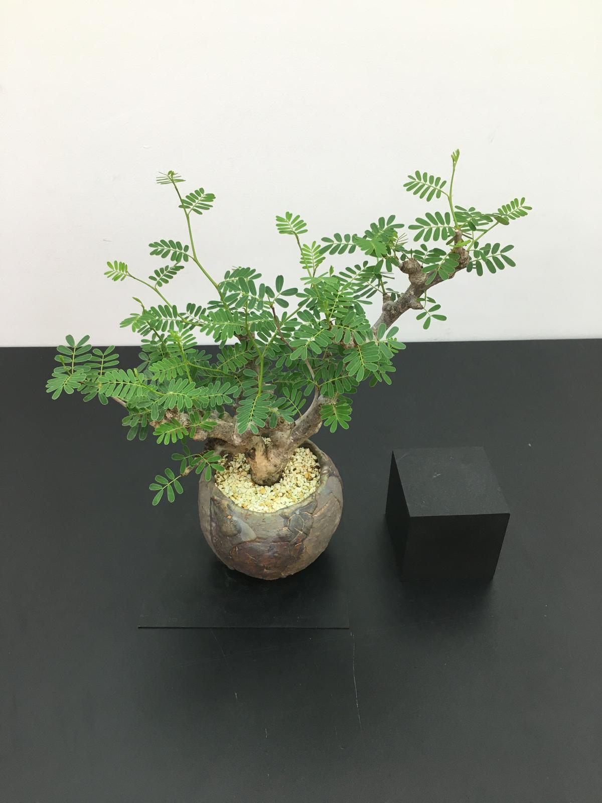 Senna Meridionalis センナ メリディオナリス Botan