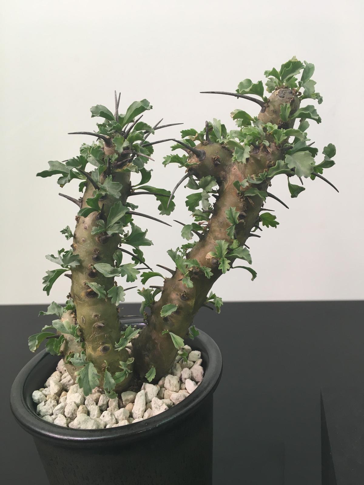 奉呈 サルコカウロンクラシカウレ 発根済 setonda.com