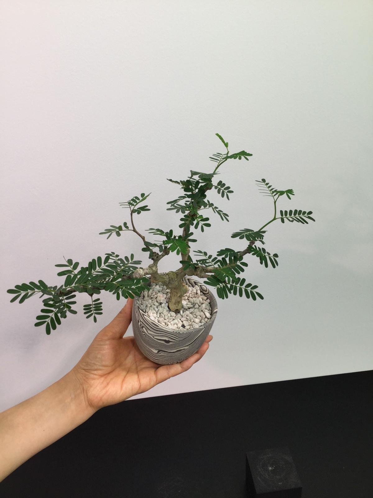 Senna Meridionalis センナ メリディオナリス Botan